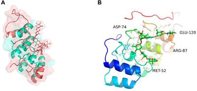 Cuproptosis-associated CDKN2A is targeted by plicamycin to regulate the microenvironment in patients with head and neck squamous cell carcinoma